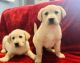 Labrador Retriever Puppies for sale in Fenton, Michigan. price: $300