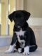 Labrador Retriever Puppies for sale in Algonquin, Illinois. price: NA