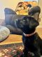 Labrador Retriever Puppies for sale in Leavenworth, IN 47137, USA. price: $600