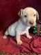 Labrador Retriever Puppies for sale in Picayune, MS 39466, USA. price: $50