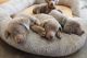 Labrador Retriever Puppies for sale in Quitman, Texas. price: $800