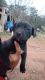 Labrador Retriever Puppies for sale in Bastrop, Texas. price: $150