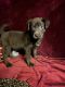 Labrador Retriever Puppies for sale in Picayune, MS 39466, USA. price: $100