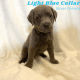 Labrador Retriever Puppies for sale in Dover, Delaware. price: $1,500