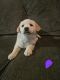 Labrador Retriever Puppies for sale in Spokane, Washington. price: $350