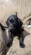 Labrador Retriever Puppies for sale in Bastrop, Louisiana. price: $50