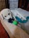 Labrador Retriever Puppies for sale in Ontario, California. price: NA