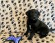 Labrador Retriever Puppies for sale in Fenton, Michigan. price: $250