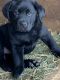 Labrador Retriever Puppies for sale in Timberville, Virginia. price: $700