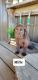Labrador Retriever Puppies for sale in Rock Valley, Iowa. price: $800