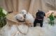 Labrador Retriever Puppies for sale in Bradenton, Florida. price: $1,600
