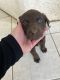 Labrador Retriever Puppies for sale in Victorville, California. price: $500