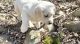Labrador Retriever Puppies for sale in Ashburnham, MA, USA. price: $1,800