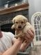 Labrador Retriever Puppies for sale in Dinwiddie, Virginia. price: $600