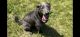 Labrador Retriever Puppies for sale in Shelbyville, IN 46176, USA. price: $499