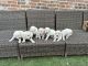 Labrador Retriever Puppies for sale in Austin, Texas. price: $800
