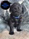 Labrador Retriever Puppies for sale in Bend, Oregon. price: $1,500