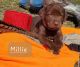 Labrador Retriever Puppies for sale in Rock Valley, Iowa. price: $800