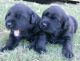 Labrador Retriever Puppies for sale in London, UK. price: 300 GBP