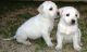 Labrador Retriever Puppies for sale in Giza, Al Omraneyah, Giza Governorate, Egypt. price: 5000 EGP