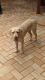 Labrador Retriever Puppies for sale in Ipswich, Queensland. price: $1,300