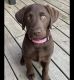 Labrador Retriever Puppies for sale in San Pedro, California. price: $900