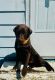 Labrador Retriever Puppies for sale in Lebanon, Pennsylvania. price: $1,000