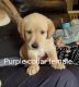 Labrador Retriever Puppies for sale in Wesley Chapel, FL, USA. price: $800