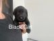 Labrador Retriever Puppies for sale in Penrith, New South Wales. price: $2,500