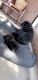 Labrador Retriever Puppies for sale in Ballarat, Victoria. price: $1,200