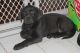Labrador Retriever Puppies for sale in St. Johns, Michigan. price: $800