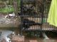 Labrador Retriever Puppies for sale in Kannur, Kerala 670001, India. price: 8000 INR