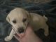 Labrador Retriever Puppies for sale in Vancouver, Washington. price: $700