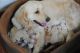 Labrador Retriever Puppies for sale in hyderabad, Ambavaram, Andhra Pradesh 523112, India. price: 8000 INR