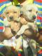 Labrador Retriever Puppies for sale in Kannur, Kerala 670001, India. price: NA