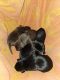Labrador Retriever Puppies for sale in Rolesville, North Carolina. price: NA