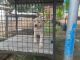 Labrador Retriever Puppies for sale in Kollam, Kerala 691001, India. price: 8500 INR