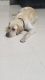 Labrador Retriever Puppies for sale in Kota, Rajasthan. price: 30,000 INR