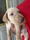Labrador Retriever Puppies for sale in West Covina, California. price: $700