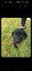 Labrador Retriever Puppies for sale in Werribee, Victoria. price: $850