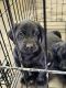 Labrador Retriever Puppies for sale in Worthing, South Dakota. price: $400