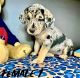 Labrador Retriever Puppies for sale in Denver, Colorado. price: $350