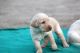 Labrador Retriever Puppies for sale in Nadiad, Gujarat 387001, India. price: 7500 INR