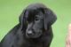 Labrador Retriever Puppies for sale in Roanoke, Virginia. price: $600