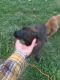 Labrador Retriever Puppies for sale in Richmond, Virginia. price: $350