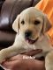 Labrador Retriever Puppies for sale in Pocatello, Idaho. price: $600