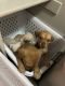 Labrador Retriever Puppies for sale in Vista, California. price: $200