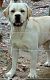 Labrador Retriever Puppies for sale in Standish, Maine. price: NA