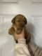 Labrador Retriever Puppies for sale in Connellsville, Pennsylvania. price: $2,000