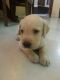 Labrador Retriever Puppies for sale in New Delhi, Delhi 110001, India. price: 13000 INR